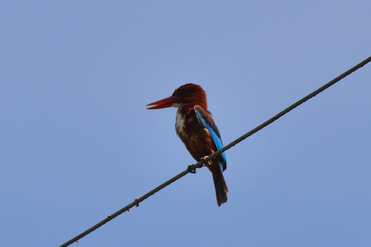 Halcyon smyrnensis perpulchra